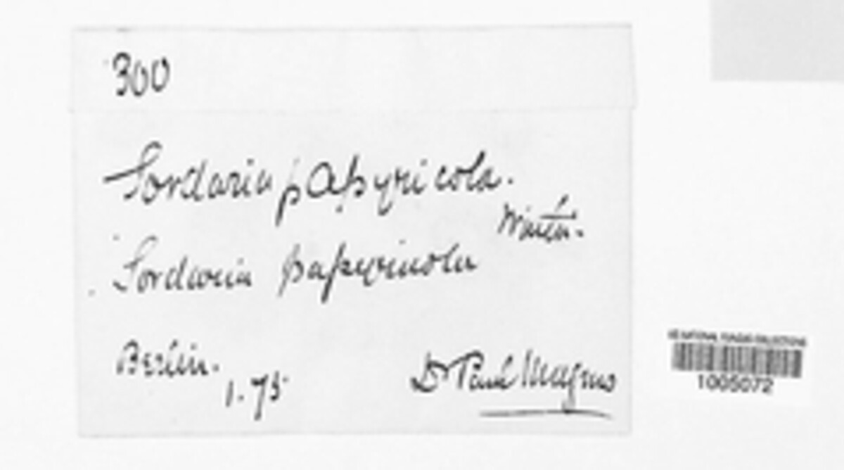 Sordaria image